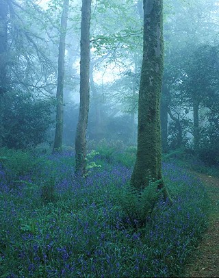 Bluebell woods at Ballyvolane House