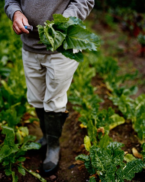 Picking fresh vegetables in the walled garden
