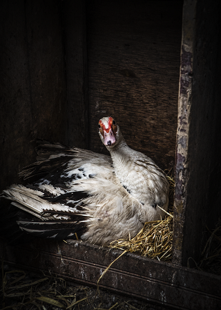 Muscovy duck at Ballyvolane