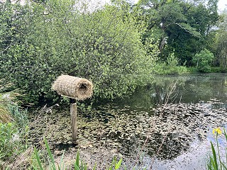 Wild Things at Ballyvolane House: A Guided Biodiversity Walk Through Gardens, Woods & Lakes