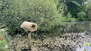 Wild Things at Ballyvolane House: A Guided Biodiversity Walk Through Gardens, Woods & Lakes